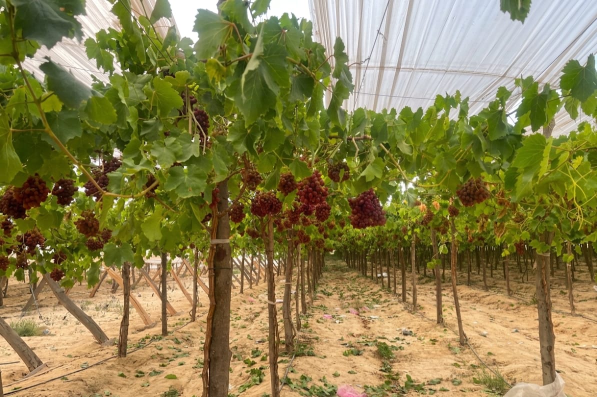 Krmena Farms