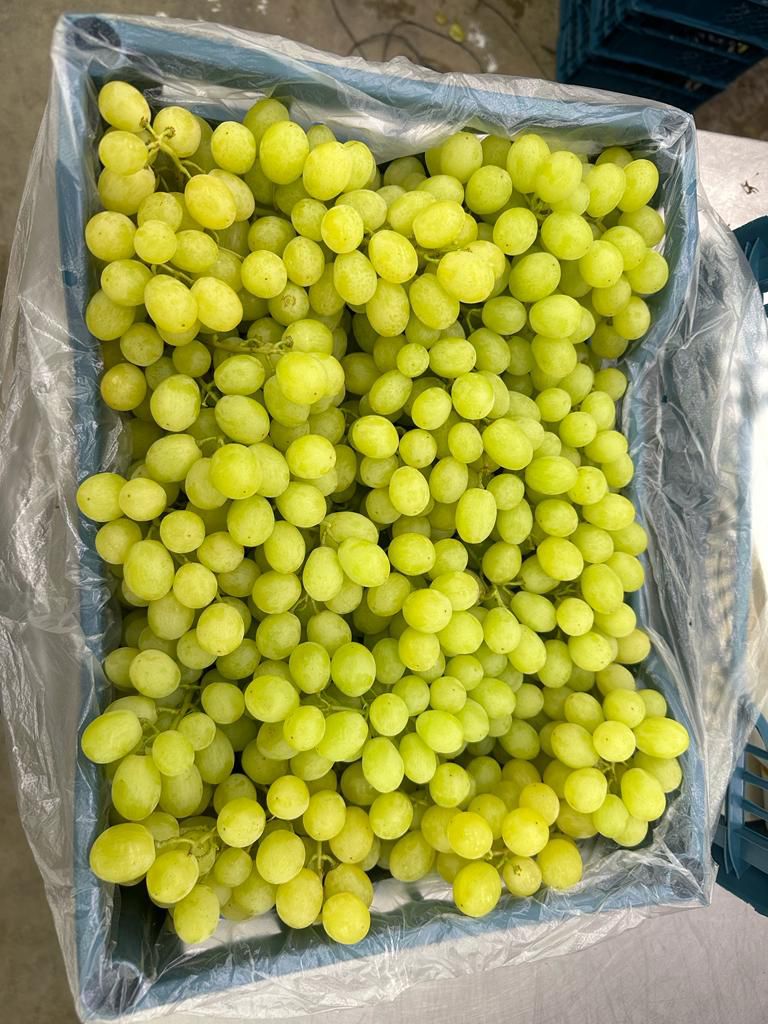 Export Quality