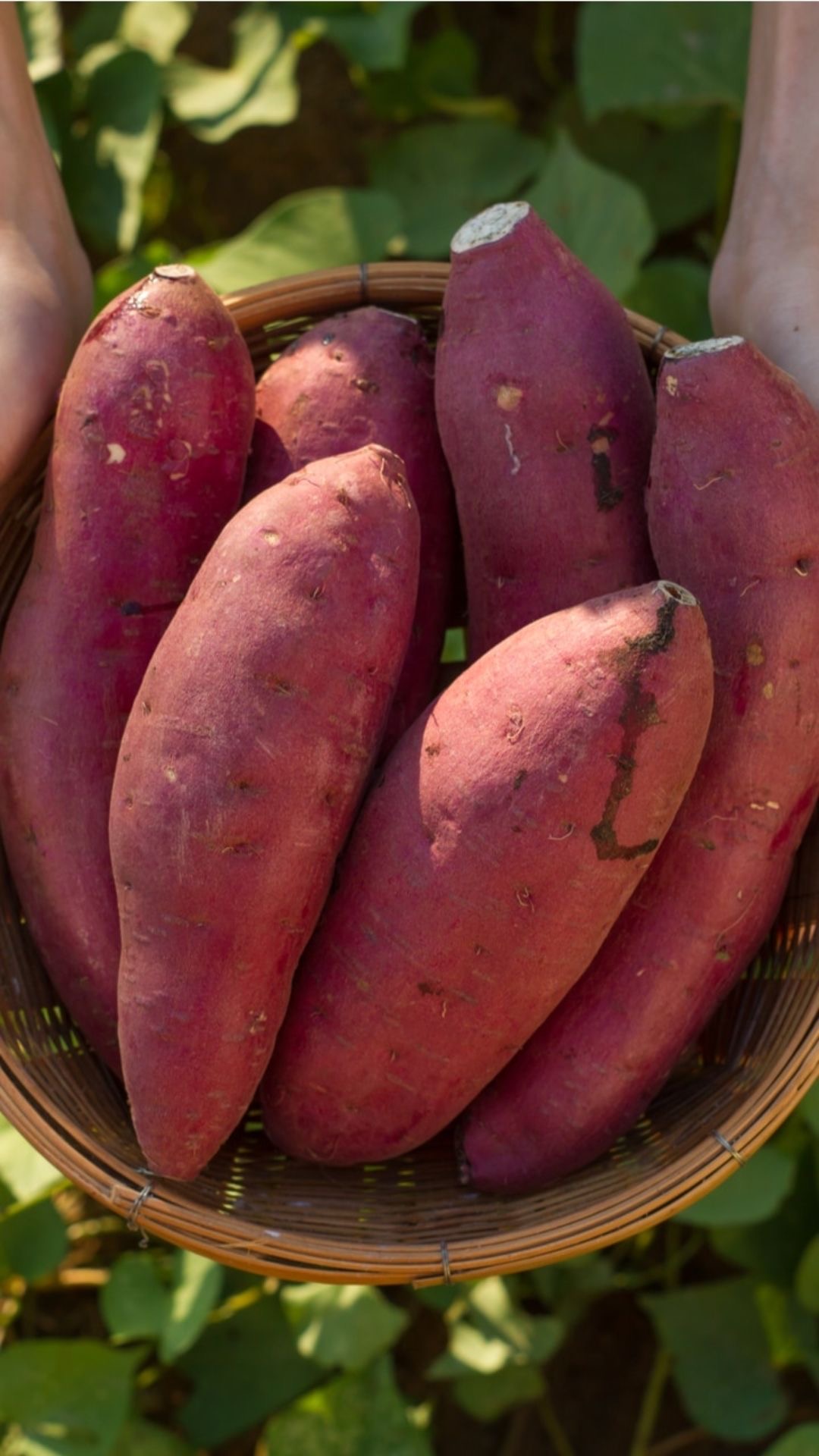 sweet potatoes