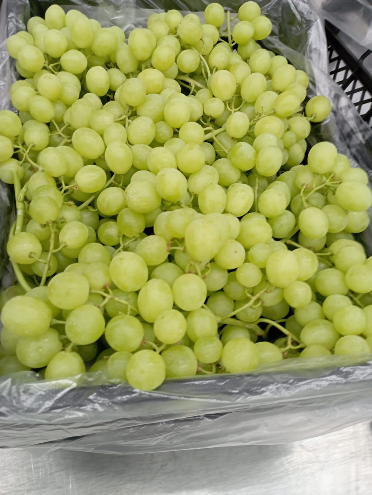 Export Quality