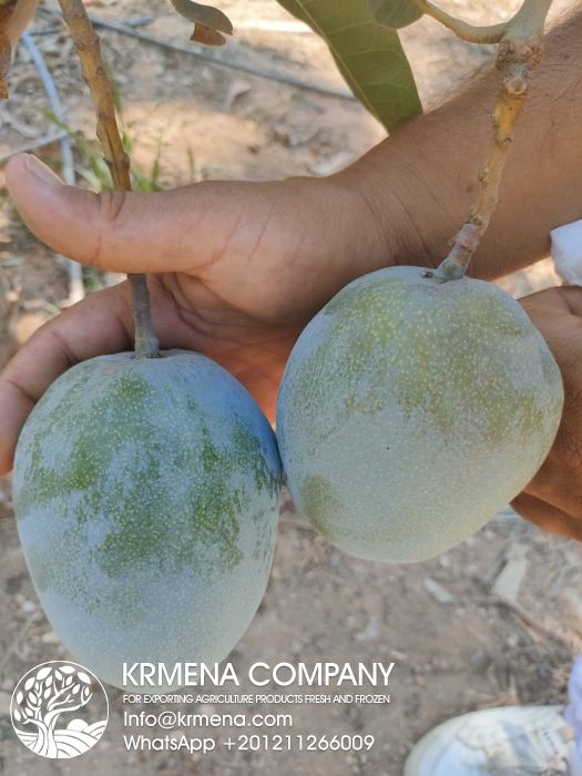 Premium Fruits