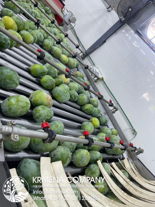 Export Process