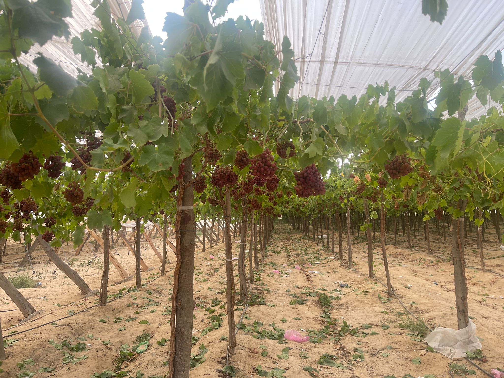 Grapes 2026